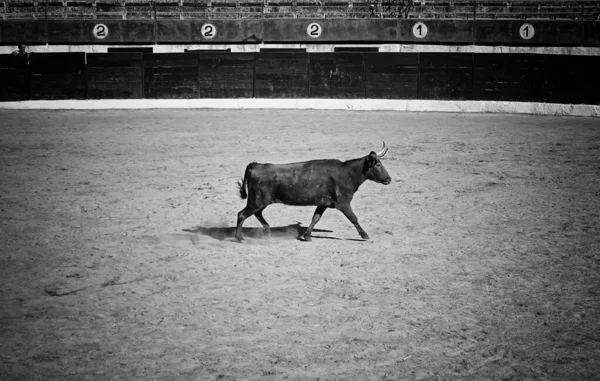 Býk Býčí Aréně Zvířata Kultura — Stock fotografie