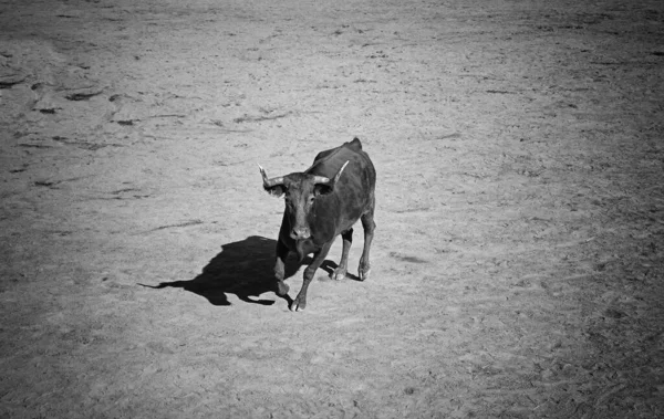 Bull Tjurfäktningsarena Djur Och Kultur — Stockfoto