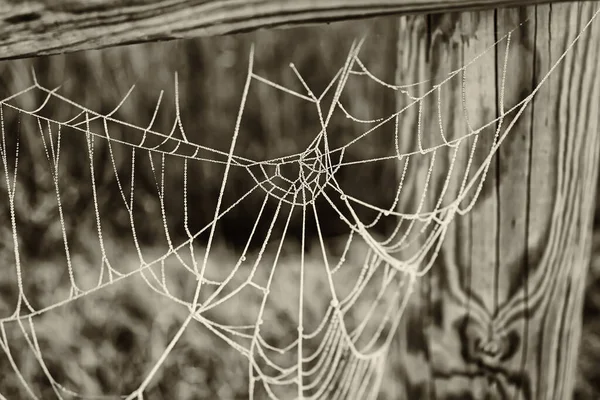 Cobweb Com Gelo Tronco Madeira Natureza — Fotografia de Stock