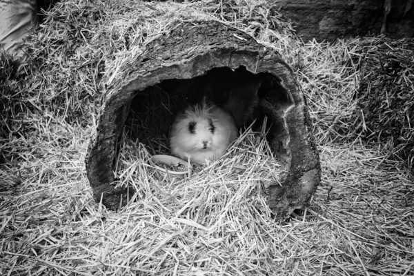 Rabbit in thatched cottage, animals and nature