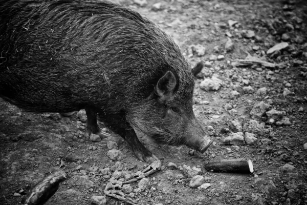 Wilde Zwijnen Bos Dieren Natuur — Stockfoto