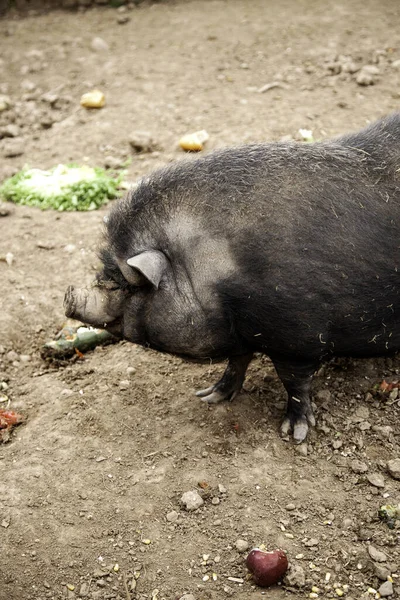 Wild Boar Forest Animals Nature — Stock Photo, Image