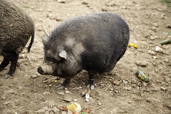 动物和自然中的野猪 — 图库照片