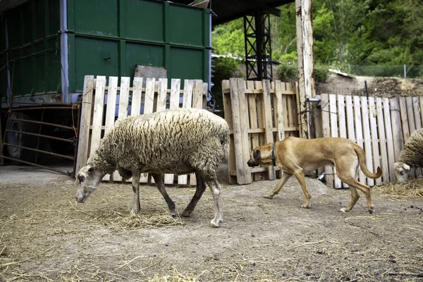 Goat Enclosed Fence Animal Farm Nature — Stock Photo, Image