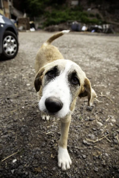 Droevige Mastiff Honden Het Veld Dierlijke Verlating — Stockfoto