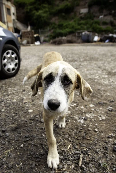 Λυπηρά Σκυλιά Μαστίφ Στον Τομέα Την Εγκατάλειψη Των Ζώων — Φωτογραφία Αρχείου