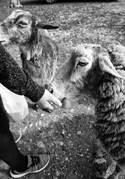 Recinzione Recintata Capra Fattoria Animale Natura — Foto Stock