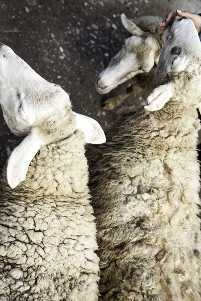 Recinzione Recintata Capra Fattoria Animale Natura — Foto Stock