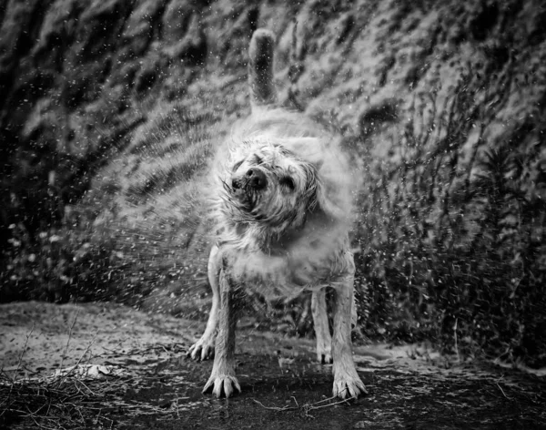 Köpek Banyo Yaptıktan Sonra Suyu Hayvanları Doğayı Sallıyor — Stok fotoğraf