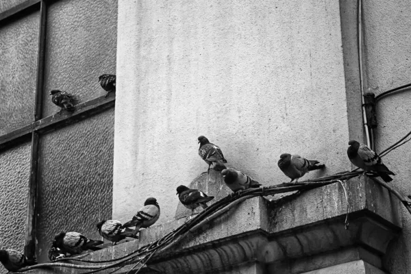 Holubi Ulici Ptáci Svobodě Zvířata — Stock fotografie