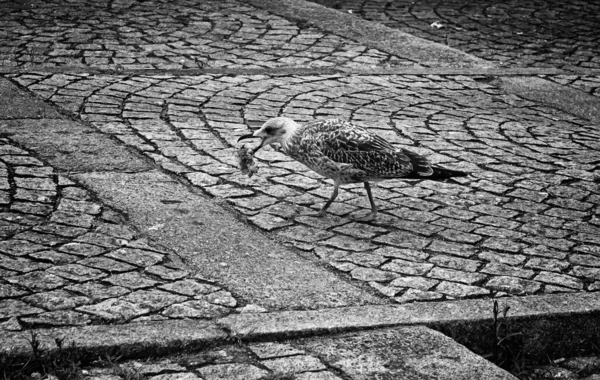 Γλάρος Τρώει Δρόμο Άγρια Ζώα Πουλιά — Φωτογραφία Αρχείου
