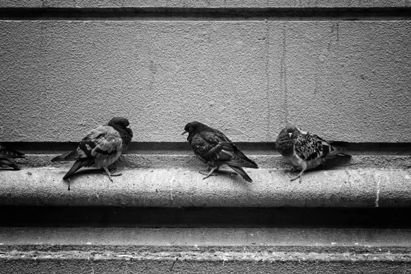 Piccioni Strada Uccelli Libertà Animali — Foto Stock