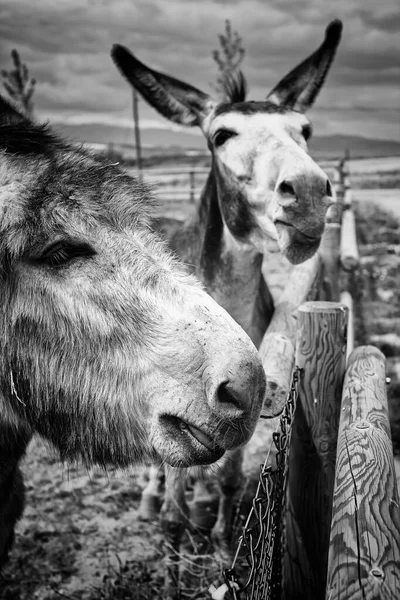 Oslové Dřevěném Plotu Hospodářských Zvířat — Stock fotografie