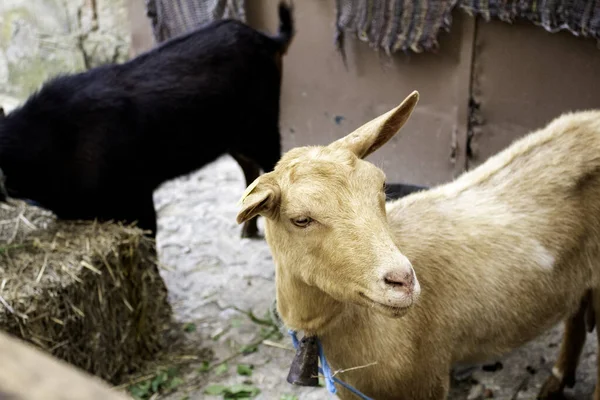Goat Rural Farm Animals Nature Industry — Stock Photo, Image