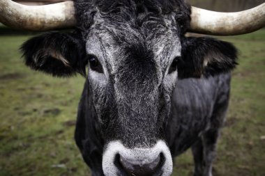 Çayırdaki boğa, memeli ve çiftlik hayvanları, doğa.