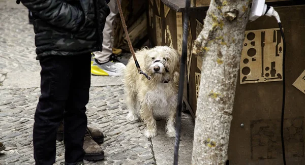 Dog Muzzle Street Animals Company Pets — Stock Photo, Image