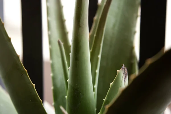 Aloe vera plant, medicinal properties, nature and flowers
