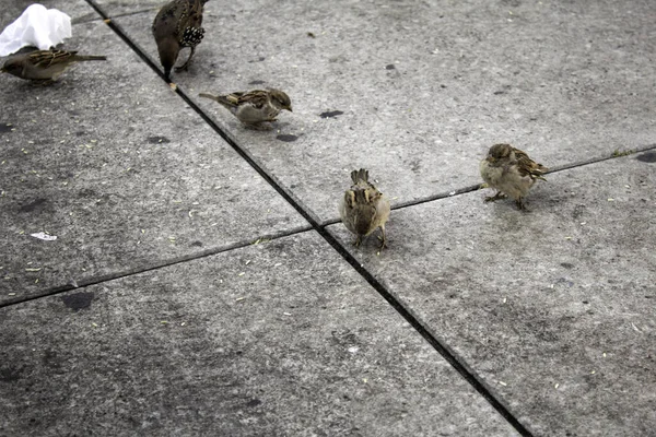 Σπουργίτι Στο Δρόμο Πουλιά Στην Ελευθερία Ζώα — Φωτογραφία Αρχείου