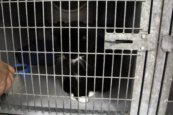 Cat locked cage, animal abuse and loneliness, pets
