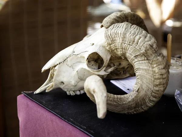 Kampanya Çadırında Keçi Kafatası Hindistan Hayvanlar Semboller — Stok fotoğraf