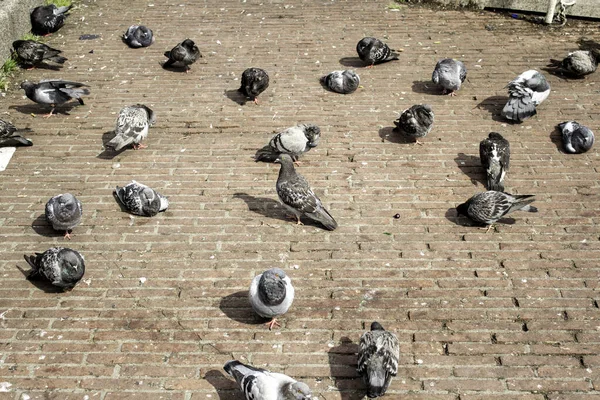 Pigeons Urban Street Free Birds Animals Landscape — Stock Photo, Image