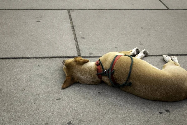 Dog lying on the street, animals and pets, friendsDog lying on the street, animals and pets, friends
