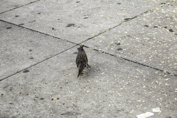 Sparrow Gatan Fåglar Frihet Djur — Stockfoto