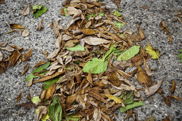 Folhas Outono Chão Parque Estações Ambiente — Fotografia de Stock
