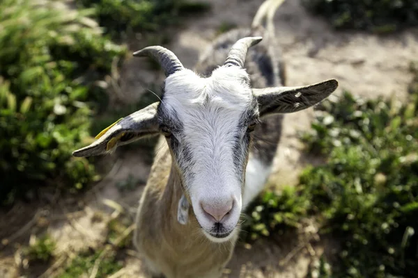 納屋の農場の動物 自然と飼育下での羊 — ストック写真