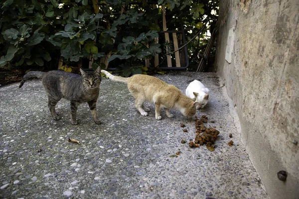 Gatos Rua Abandonados Abuso Animais Tristeza — Fotografia de Stock