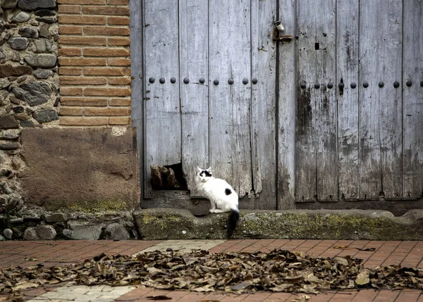 Gatti Strada Abbandonati Abusi Sugli Animali Tristezza — Foto Stock