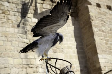 Vahşi kartal doğanı, hayvanlar ve doğa, kuşlar
