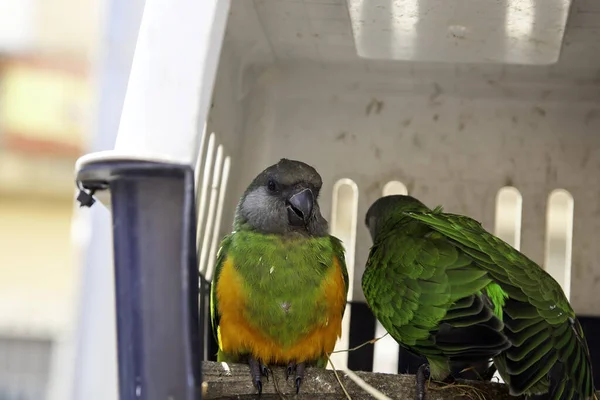 Verliefde Vogel Kooi Wilde Dieren Vogels Papegaaien — Stockfoto