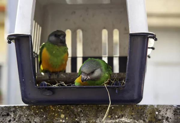 Uccelli Gabbia Animali Selvatici Uccelli Pappagalli — Foto Stock