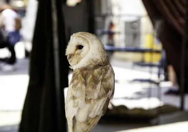 Búho Águila Silvestre Mamíferos Aves Cetrería — Foto de Stock