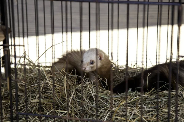 Wildgefängnis Frettchen Tierhandel Säugetiere — Stockfoto