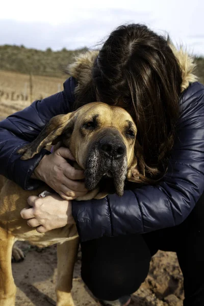 Perro Fila Brasileño Campo Animales Cazadores Naturaleza — Foto de Stock