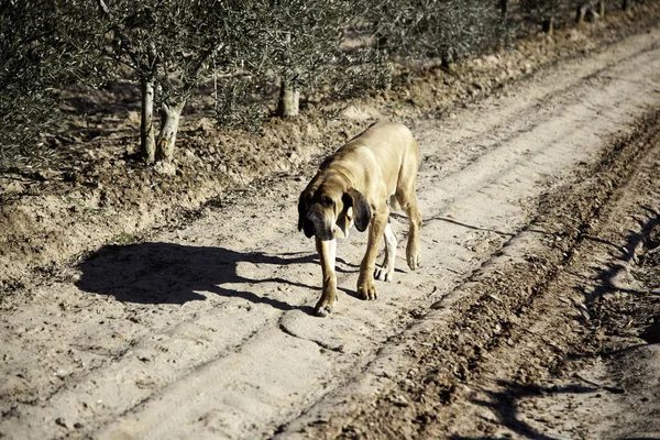 フィールドにブラジルの映画犬 ハンター動物 — ストック写真