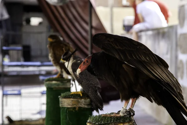 Falconeria Aquila Selvatica Animali Natura Uccelli — Foto Stock