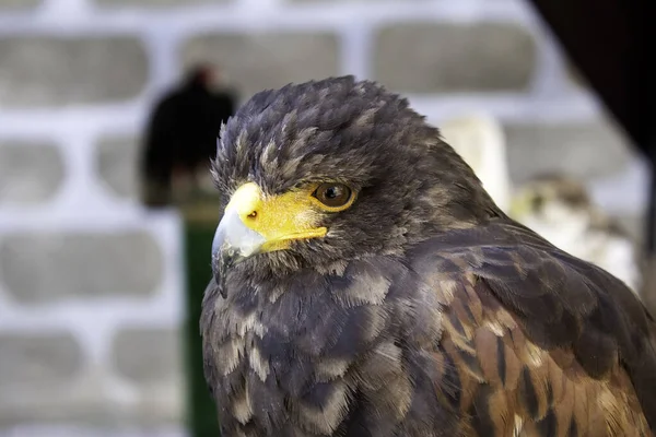 Falconeria Aquila Selvatica Animali Natura Uccelli — Foto Stock