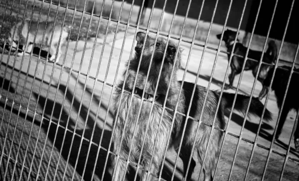 Abandoned Dogs Kennel Animals — Stock Photo, Image