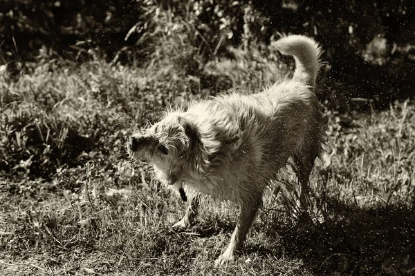 Natte Hond Schuddend Water Het Veld Dieren Natuur — Stockfoto