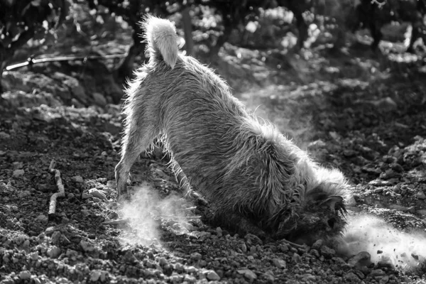 Pies Myjący Błoto Polu Zwierzęta Przyroda — Zdjęcie stockowe