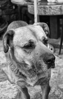 Sokak köpeği mi? # Nazik gözlerle ve kahverengilerle, hayvanlar ve dostlukla #