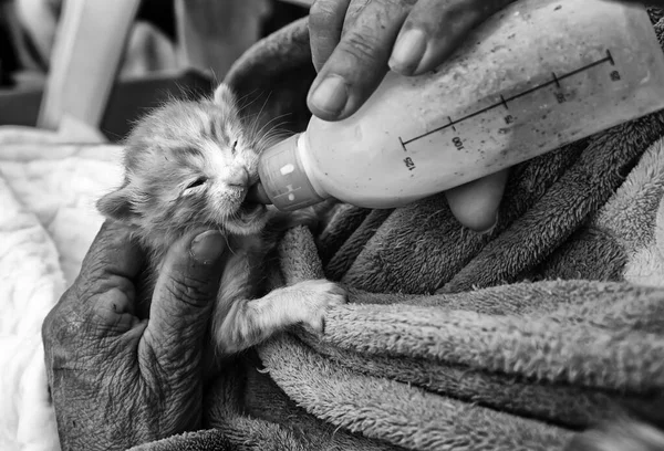 Gato Abandonado Mamadeira Filhotes Felino — Fotografia de Stock
