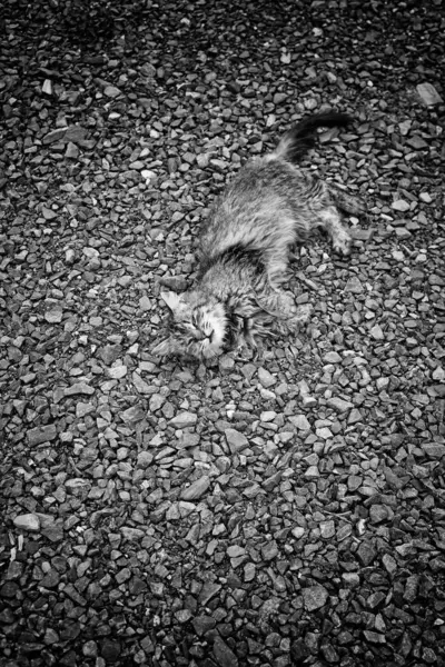 Stretching Tabby Cat Street Animal Neglect — Stock Photo, Image