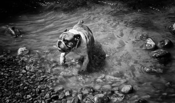 Kąpiel Bulldog Rzece Zwierząt Przyrody — Zdjęcie stockowe