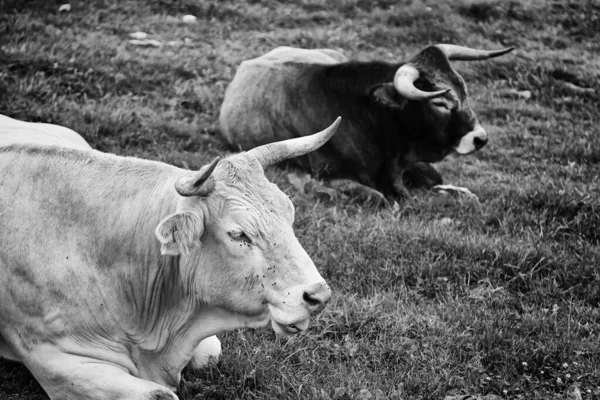 Stieren Stierenvechten Natuurpark Boerderijdieren — Stockfoto