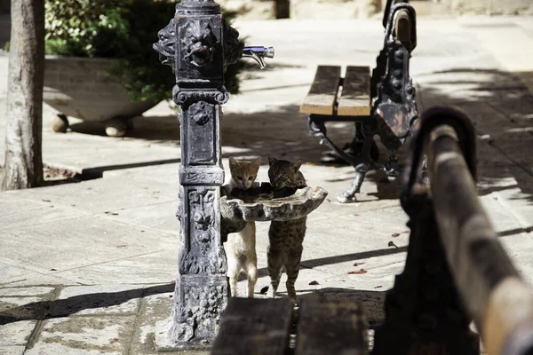 Gatos Abandonados Bebiendo Fuentes Animales Callejeros Mascotas —  Fotos de Stock