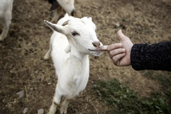 Sheeps Rural Farm Barnyard Animals Nature — Stock Photo, Image